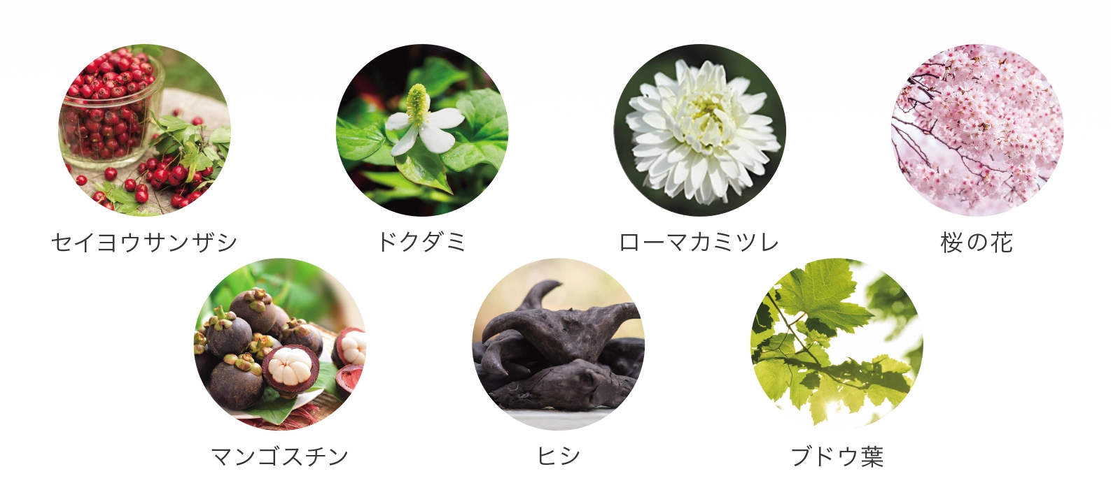 エージーイークリーヴァー